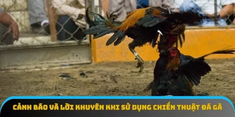 Cảnh báo và lời khuyên khi sử dụng chiến thuật đá gà