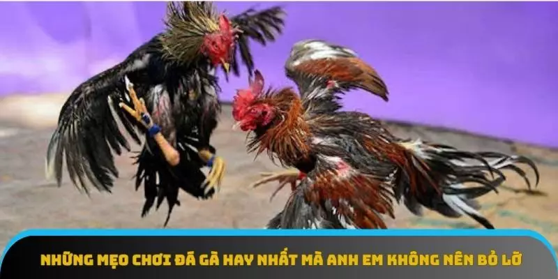 Những mẹo chơi đá gà hay nhất mà anh em không nên bỏ lỡ